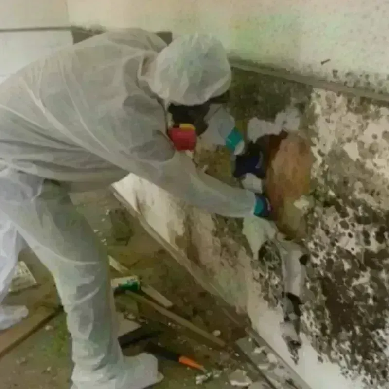 Mold Remediation and Removal in Springvale, ME